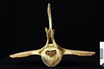 beluga (Lumbar Vertebrae 6 (Axial) - Cranial)