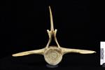 beluga (Lumbar Vertebrae 4 (Axial) - Cranial)