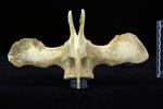 beluga (Lumbar Vertebrae 1 (Axial) - Dorsal)
