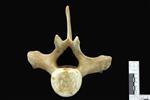 beluga (Thoracic Vertebrae 10 (Axial) - Cranial)