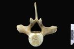 beluga (Thoracic Vertebrae 9 (Axial) - Cranial)