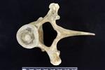 beluga (Thoracic Vertebrae 8 (Axial) - Cranial)