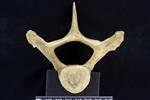 beluga (Thoracic Vertebrae 4 (Axial) - Cranial)