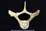 beluga (Thoracic Vertebrae 3 (Axial) - Cranial)