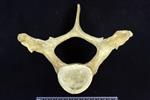 beluga (Thoracic Vertebrae 2 (Axial) - Cranial)