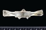 Dall's Porpoise [English] (Thoracic Vertebrae 14 (Axial) - Ventral)