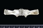 Dall's Porpoise [English] (Thoracic Vertebrae 13 (Axial) - Ventral)