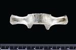 Dall's Porpoise [English] (Thoracic Vertebrae 12 (Axial) - Ventral)