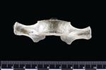 Dall's Porpoise [English] (Thoracic Vertebrae 11 (Axial) - Ventral)