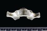 Dall's Porpoise [English] (Thoracic Vertebrae 10 (Axial) - Ventral)