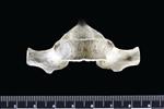 Dall's Porpoise [English] (Thoracic Vertebrae 8 (Axial) - Ventral)