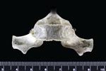 Dall's Porpoise [English] (Thoracic Vertebrae 5 (Axial) - Ventral)