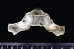 Dall's Porpoise [English] (Thoracic Vertebrae 4 (Axial) - Ventral)