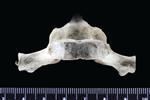 Dall's Porpoise [English] (Thoracic Vertebrae 3 (Axial) - Ventral)