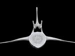 Bowhead Whale (Lumbar Vertebrae 5 (Axial) - Cranial)