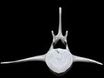 Bowhead Whale (Lumbar Vertebrae 4 (Axial) - Cranial)