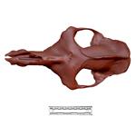 Camel (Cranium (Axial) - Dorsal)