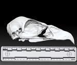Bald Eagle (Cranium (Axial) - Right)
