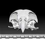 Bald Eagle (Cranium (Axial) - Cranial)