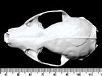 American Marten (Cranium (Axial) - Dorsal)