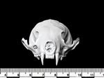 American Marten (Cranium (Axial) - Cranial)
