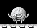 American Marten (Cranium (Axial) - Caudal)
