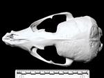 California Sea Lion (Cranium (Axial) - Dorsal)