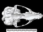 California Sea Lion (Cranium (Axial) - Ventral)