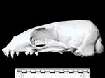 California Sea Lion (Cranium (Axial) - Left)