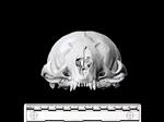 California Sea Lion (Cranium (Axial) - Cranial)
