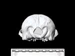 California Sea Lion (Cranium (Axial) - Caudal)