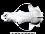 American Black Bear (Cranium (Axial) - Dorsal)