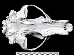 American Black Bear (Cranium (Axial) - Ventral)
