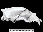 American Black Bear (Cranium (Axial) - Right)