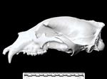 American Black Bear (Cranium (Axial) - Left)