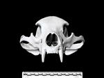 American Black Bear (Cranium (Axial) - Cranial)
