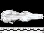 Collared Anteater (Cranium (Axial) - Ventral)