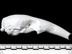 Collared Anteater (Cranium (Axial) - Right)