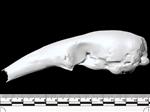 Collared Anteater (Cranium (Axial) - Left)
