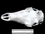Caribou (Cranium (Axial) - Dorsal)
