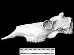 Caribou (Cranium (Axial) - Left)
