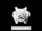 Caribou (Cranium (Axial) - Cranial)