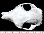Cape Hyrax (Cranium (Axial) - Dorsal)