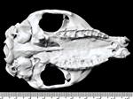Cape Hyrax (Cranium (Axial) - Ventral)