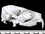 Cape Hyrax (Cranium (Axial) - Right)