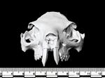 Cape Hyrax (Cranium (Axial) - Cranial)