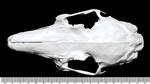 Black Tailed Jackrabbit Male (Cranium (Axial) - Dorsal)