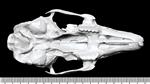 Black Tailed Jackrabbit Male (Cranium (Axial) - Ventral)