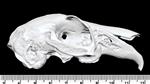 Black Tailed Jackrabbit Male (Cranium (Axial) - Right)