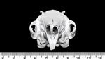 Black Tailed Jackrabbit Male (Cranium (Axial) - Cranial)